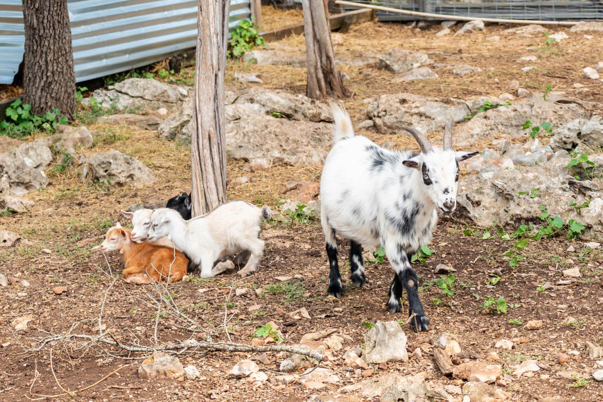 rdoxrc3ctersldlnnvz9